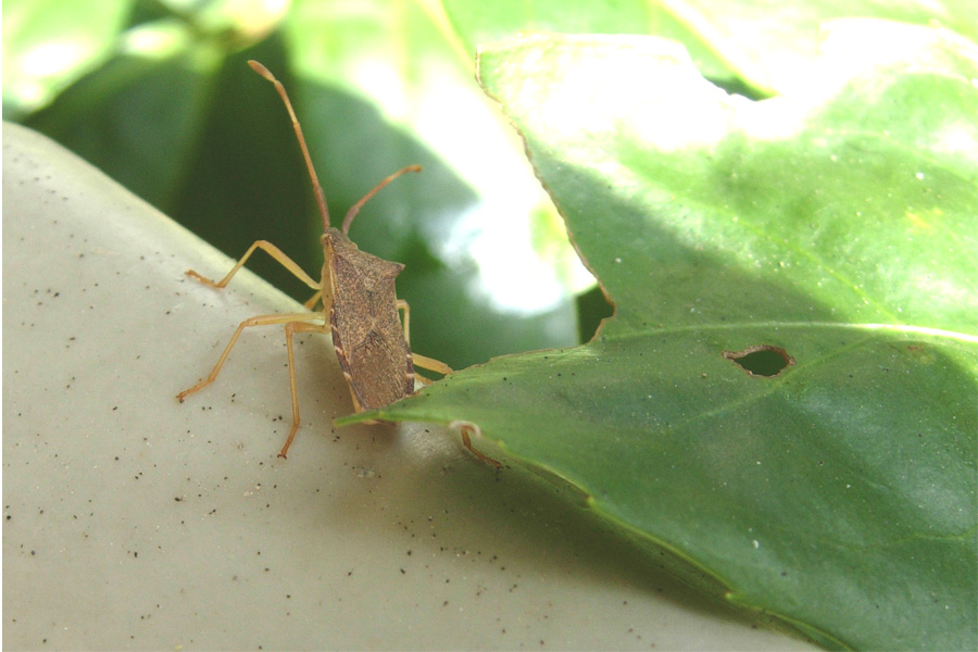 Gonocerus acuteangulatus e Himacerus (Aptus) mirmicoides